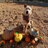 Pumpkin