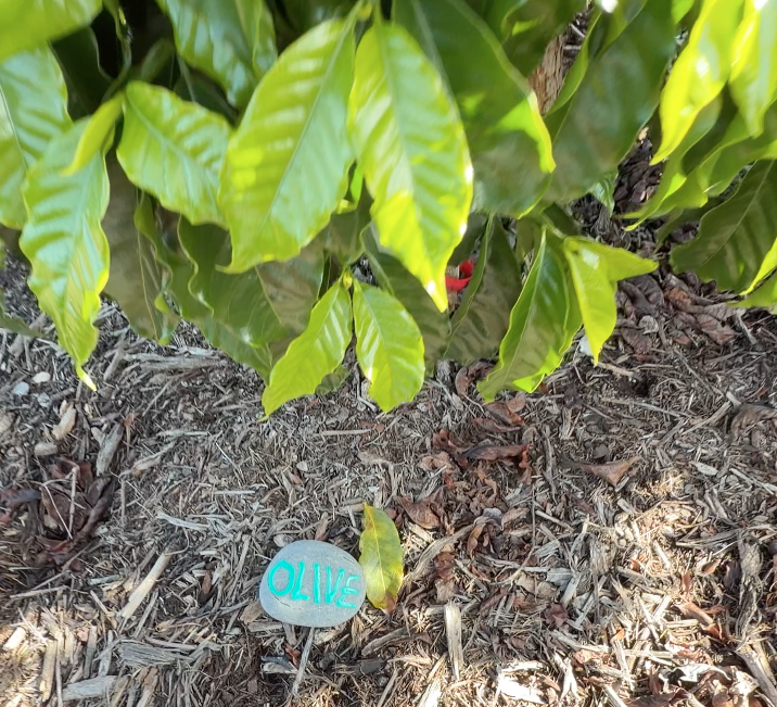 Coffee Plant Contribution