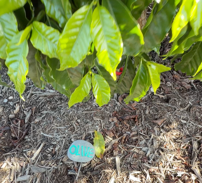 Coffee Plant Contribution