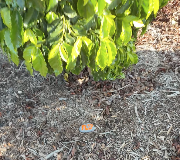 Coffee Plant Contribution