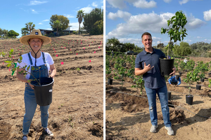 Coffee Plant Contribution